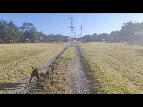 Walkies on the Wild Side