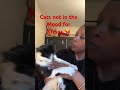 Cat S Angry At Me Cat Catshorts Tuxedocat Catlover Angry