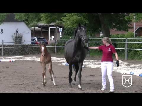 SL059 Hengstfohlen von Dinken   Canturo   Limbus