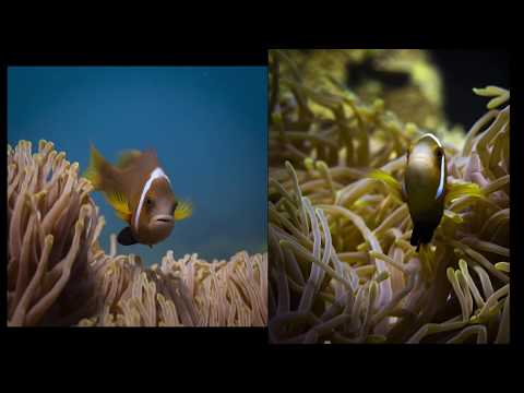 Diving and Underwater Photography Vlog at Pigeon Island, Trincomalee, Sri Lanka.