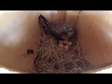 UFA American Kestrel Box, female incubating 5 eggs, 2015 , 1
