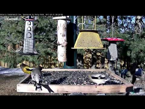 Evening Grosbeaks Glow in the Morning Sun – Mar. 31, 2017