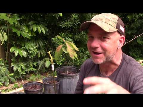 Avocado Tree from Seed to Fruit