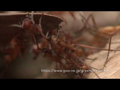 グンタイアリの行進　Army ant