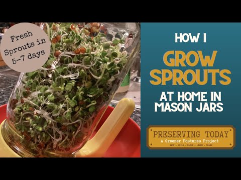 How I Grow Sprouts at Home in Mason Jars