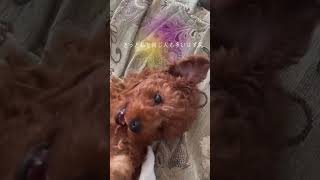 無償の愛をくれる存在#ライフコーチング #自分の選択 #自分の機嫌は自分で取る