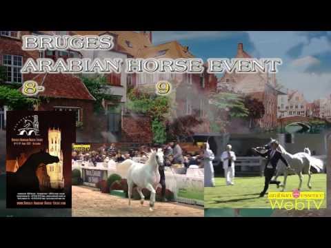 Promo Bruges Arabian Horse Event 2013