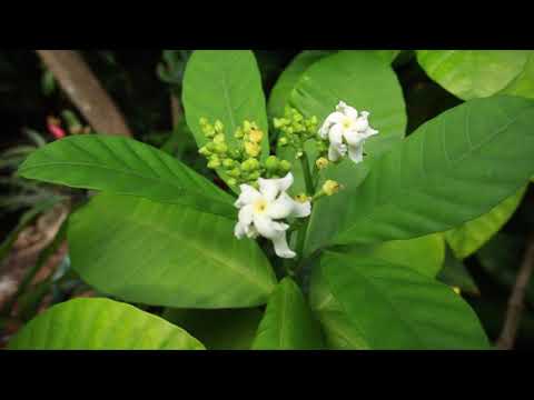 The History of Fairchild Tropical Botanic Garden (Abridged)