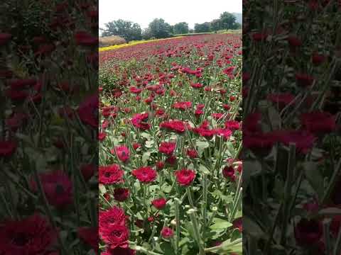 Laxmi purple shevanti