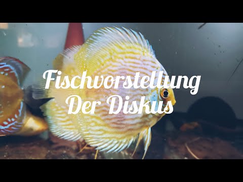Fischvorstellung - Der Diskus