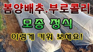 [텃밭농부 1,404]  봄양배추, 부로콜리 모종 정식 이렇게 해 보세요! #양배추재배 #부로콜리재배