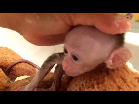 Monkey's first bath