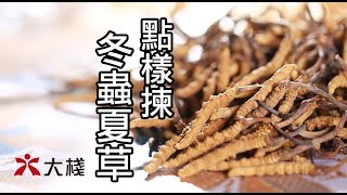 SAM哥教你─點樣揀冬蟲夏草