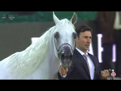 N 196 OM EL ENIGMA   Al Shiraa International Arabian Horse Show 2020