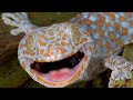 Gecko Sound - Tokay Gecko Effect - Picture Of Gecko Big Size
