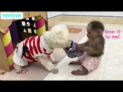 Amee dog steals BiBi's monkey clothes - Cutest Pets Ever