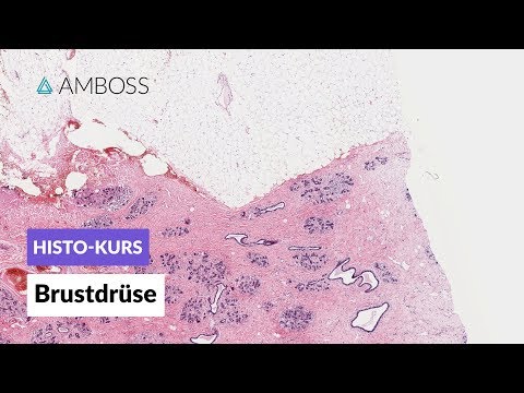 Histologie Brustdrüse -- Mikroskopische Anatomie -- AMBOSS Video