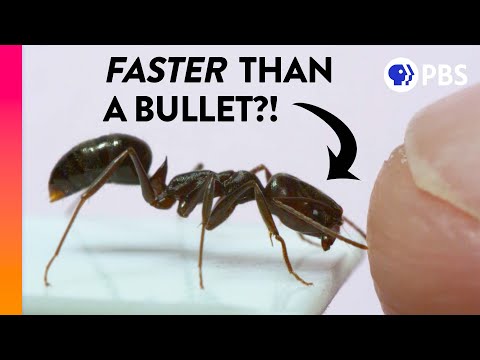 The Fastest Animals Are Way Faster Than You Think