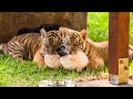 Tiger Cubs Pose For News Cameras | BBC Earth Kids