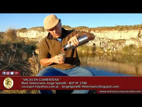 Dr Jorge Spinelli - Vacas en Cuarentena