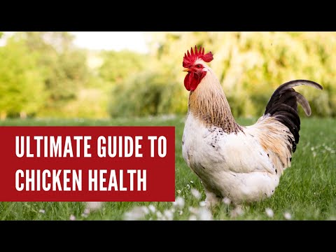 Ultimate Guide to Chicken Health (Common Illnesses & Prevention Tips)