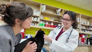 Inside a Vetco Total Care Externship | Vet Student Alexandra Neves’s Experience