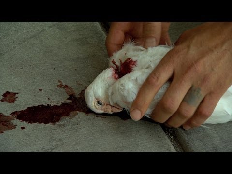 download lagu mp3 mp4 Angel With Bird, download lagu Angel With Bird gratis, unduh video klip Angel With Bird