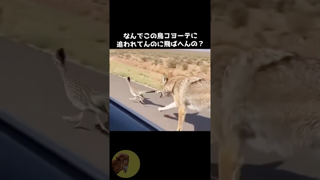 オオミチバシリが畜生鳥過ぎた😂 #動物 #雑学 #豆知識 #オオミチバシリ #ロードランナー