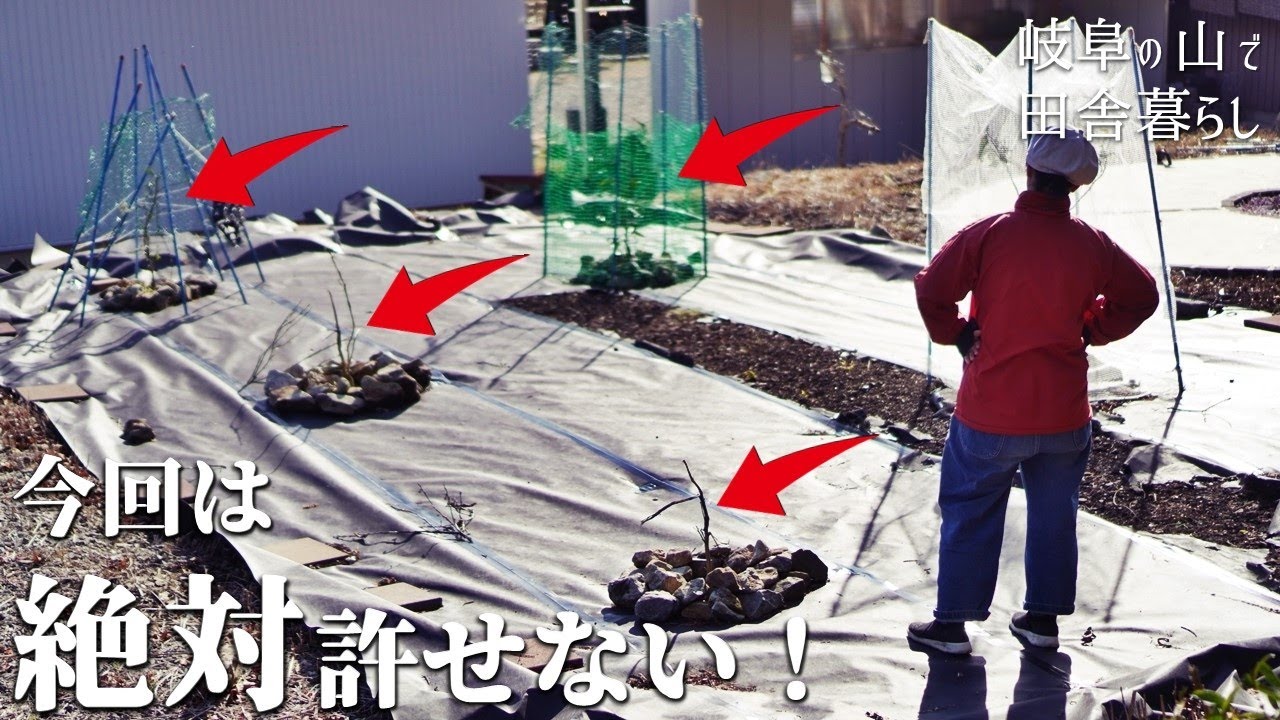 隣人に嫌がらせされ、みかん畑が全滅しました・・・。超絶蚤の市に行く！【田舎暮らし144】