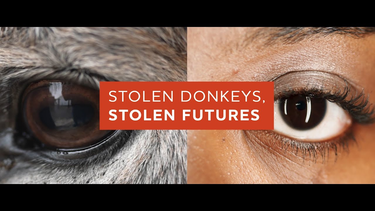 Stolen Donkeys, Stolen Futures