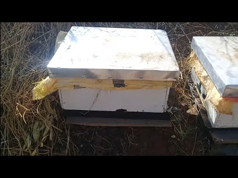 , title : 'تربية النحل - نزع الإطارات الزائدة من الخلية و ضغطها 10/10/2021'