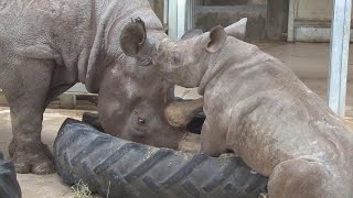 Zoo's Rhinos Make Conflicting Predictions About Who Will Win The Super Bowl