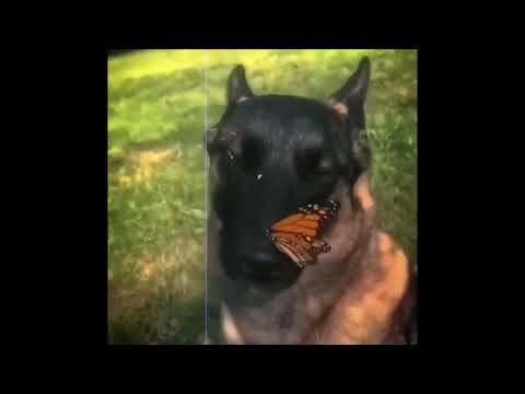 I have no enemies || Dog and butterfly 10hours