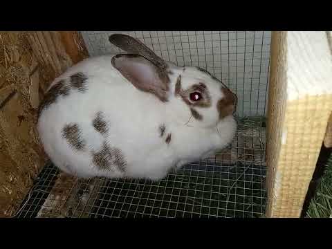 It's that time of year, Baby Bunnies being born