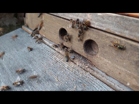 Räuberei Ende Oktober