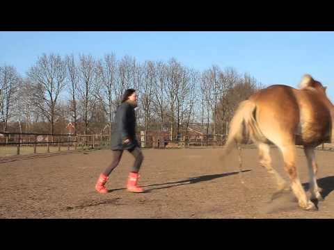 Shilas & Flip: (rear)training and playing!