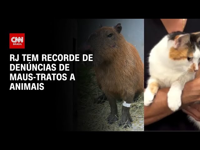 Rio de Janeiro tem trimestre recorde de denúncias de maus-tratos a animais | AGORA CNN