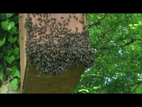 Honey bee swarm moving into a baited hive (swarm trap)