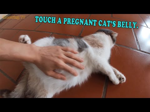 Touch a pregnant cat's belly.