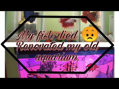 All my fish died 😞. Renovated my old aquarium.