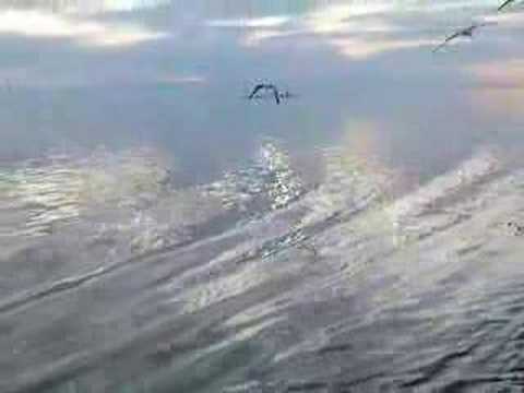 Seagulls on Lake Ladoga near St. Petersburg, Russia