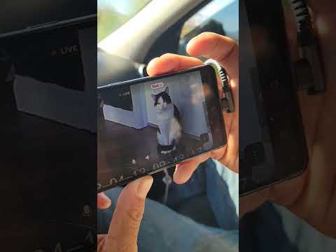 cat people are weird 😅