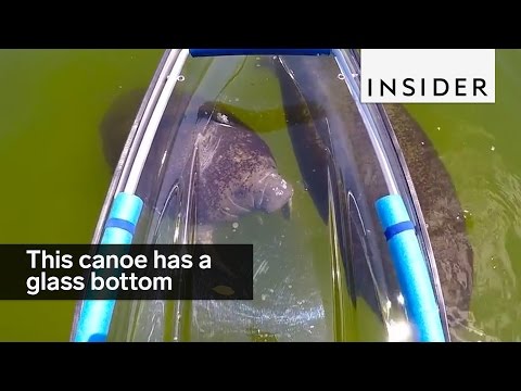 A glass-bottom canoe is the best way to see the ocean