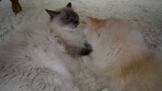 preview picture of video 'Julius & Napoleon Ragdoll Cats'