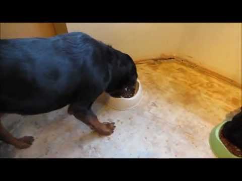 download lagu mp3 mp4 Eco Friendly Pet Bowls, download lagu Eco Friendly Pet Bowls gratis, unduh video klip Eco Friendly Pet Bowls