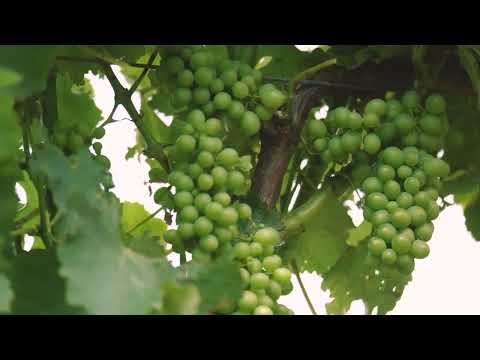 VILLA MARIA Sauvignon Blanc 2021 Marlborough AMW video
