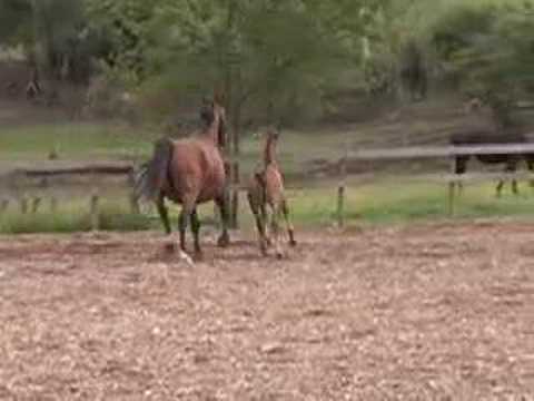 Cleodaula DSF Freestyle -Oladaula Filly