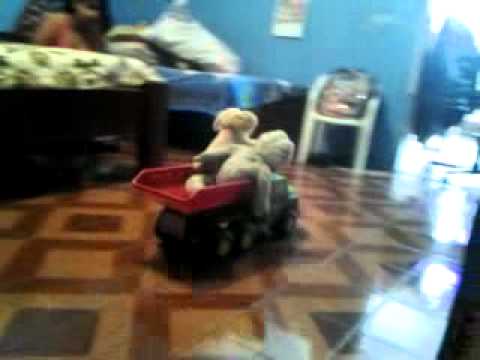 Caminhão carregado com animais bate forte em outro carro num cruzamento.