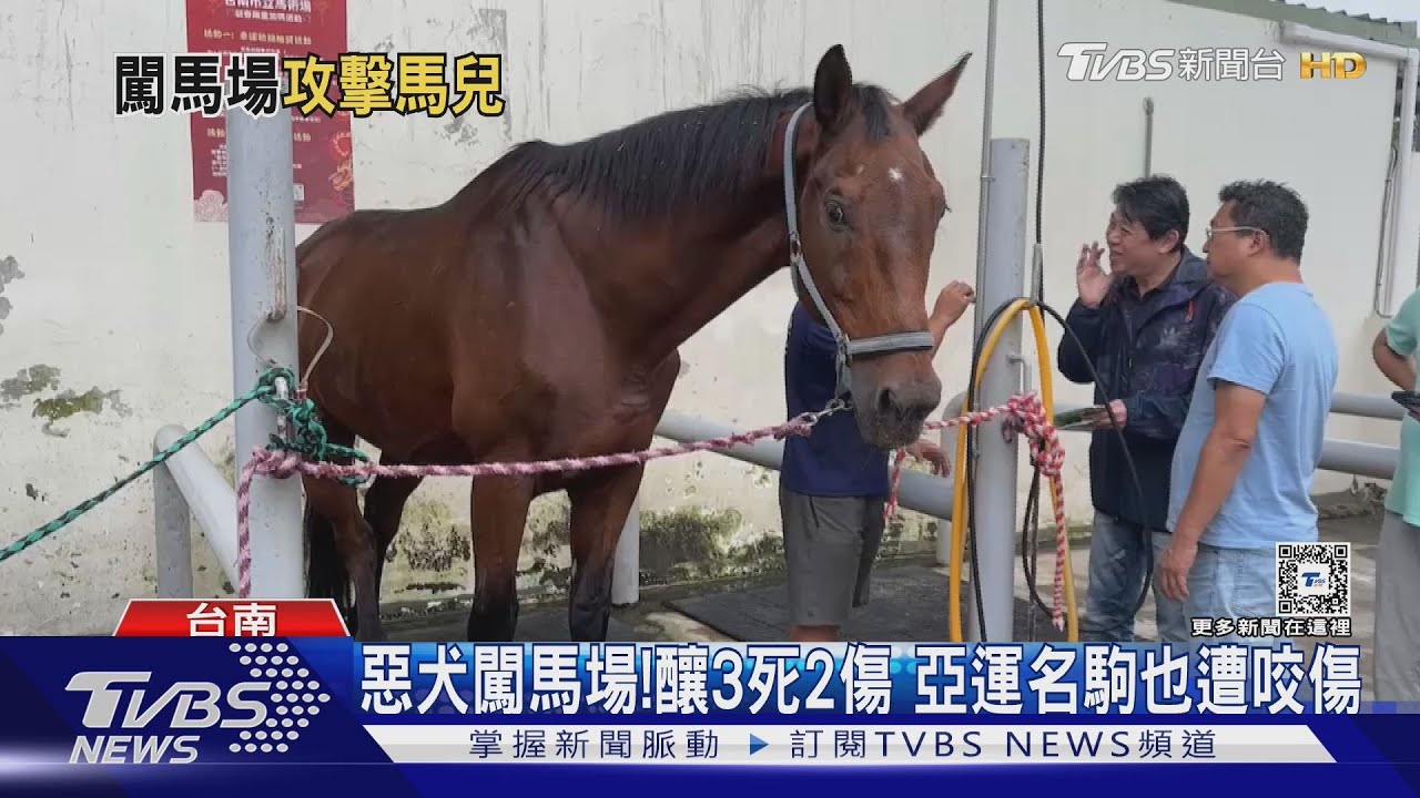 3死2傷!馬場遭流浪犬攻擊 明星馬、亞運名駒都遭殃