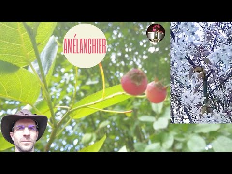 Amélanchier , baies comestibles sucrées